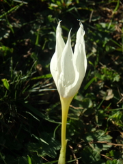 Crocus vallicola