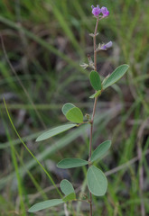 Pycnospora lutescens