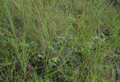 Pycnospora lutescens