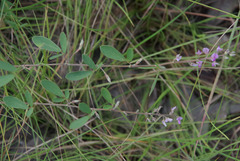 Pycnospora lutescens