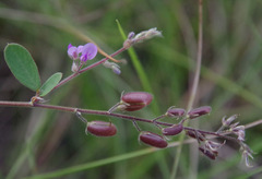 Pycnospora lutescens