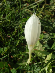 Crocus vallicola