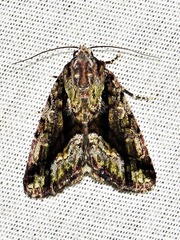 Iambia inferalis