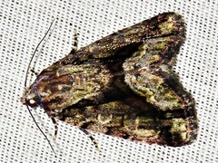 Iambia inferalis