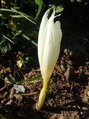 Crocus vallicola