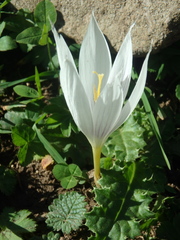 Crocus vallicola