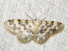 Idaea fumilinea