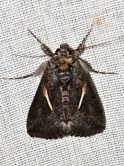 Vittaplusia vittata