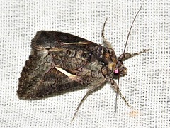 Vittaplusia vittata