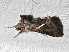 Vittaplusia vittata