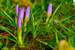 Crocus atticus