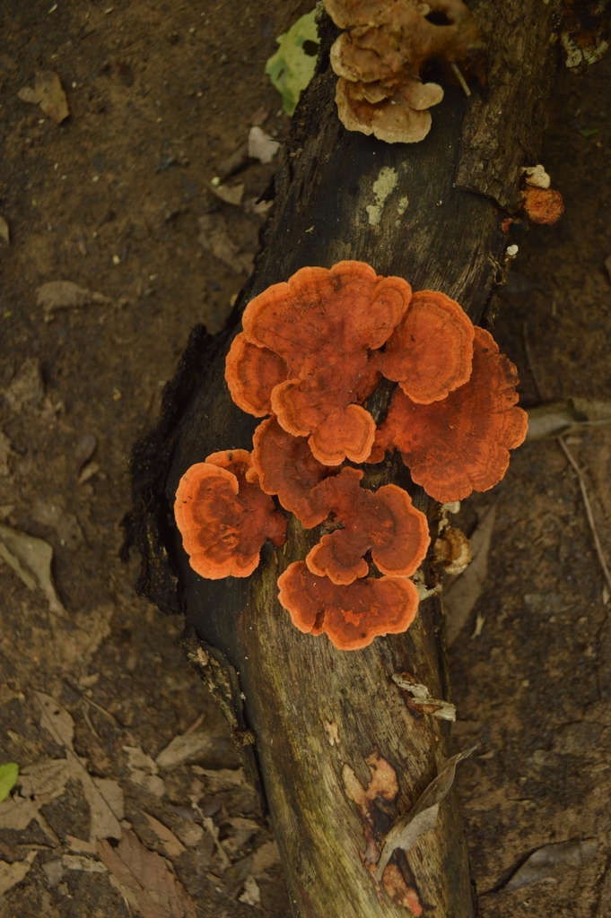 Trametes sanguinea · January 2018 · photo: © evaristoso (iNaturalist, cc-by)