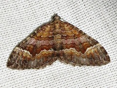 Mimoclystia undulosata