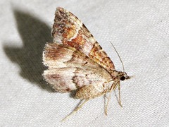 Mimoclystia undulosata