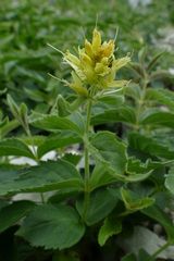 Paederota lutea
