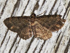 Horisme punctiscripta