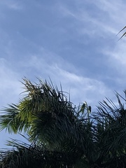 Thectocercus acuticaudatus