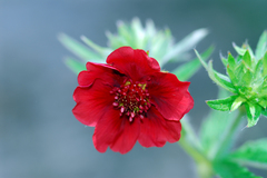 Potentilla thurberi