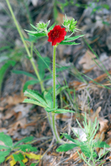 Potentilla thurberi