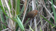 Phacellodomus ferrugineigula