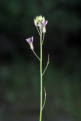 Hesperidanthus linearifolius
