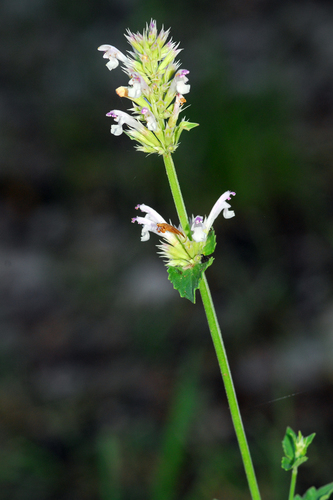 Image of Agastache pallidiflora by (c) Tom Kennedy, some rights reserved (CC BY)