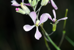 Hesperidanthus linearifolius