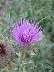 Cirsium pugnax