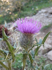Cirsium pugnax