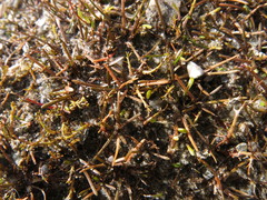 Leptinella maniototo