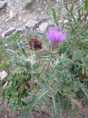 Cirsium pugnax
