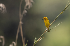 Ploceus castaneiceps