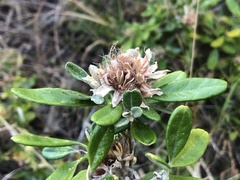 Diplolaena dampieri