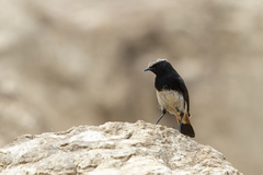 Oenanthe lugubris schalowi