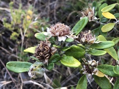 Diplolaena dampieri