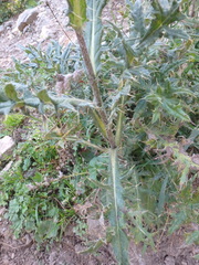 Cirsium pugnax