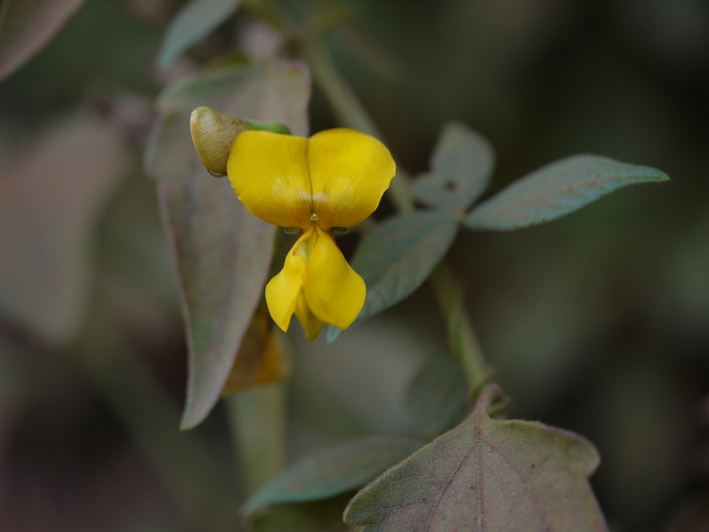 Cajanus heynei (Cajanus heynei)