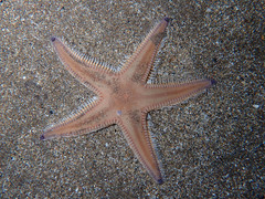 Astropecten irregularis