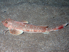 Chelidonichthys obscurus