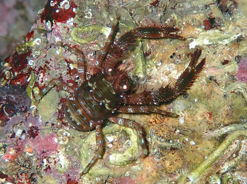 Galathea squamifera Leach, 1814