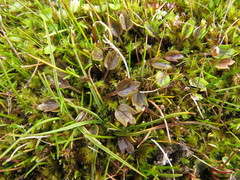 Ranunculus maculatus