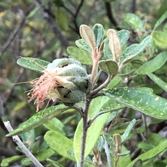 Diplolaena dampieri