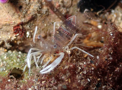 Periclimenes amethysteus