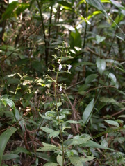 Isodon amethystoides