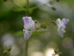 Isodon amethystoides