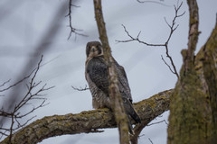 Falco peregrinus brookei