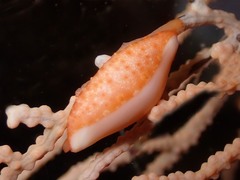 Simnia spelta