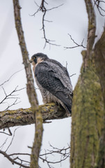 Falco peregrinus brookei