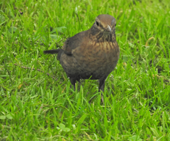 Turdus merula