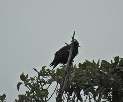 Sturnus unicolor